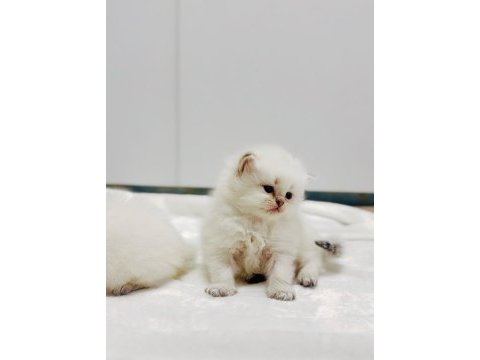 Mükemmel kalite british longhair yavrular