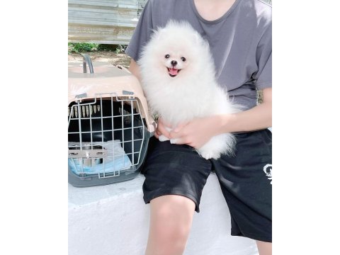Pomeranian boo yavruları