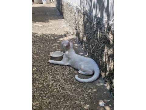 Ankara kedisi 5 aylık