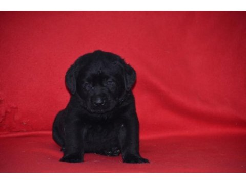 Safkan ırk garantili labrador yavrular