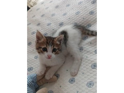 Sıcakkanlı oyuncu bir kedimiz