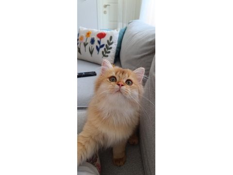 Full şecereli british longhair