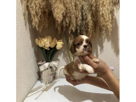 Ev ortamında cavalier king charles