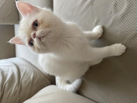 Exotic shorthair annesi ve iki dişi yavrusu