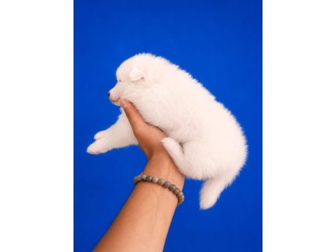 Beyaz pomeranian spitz yavrumuz