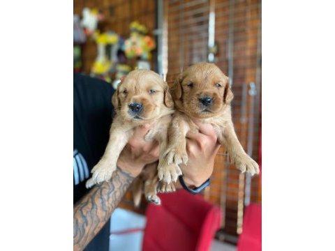 Bebek yüzlü golden retriever a kalite ırk