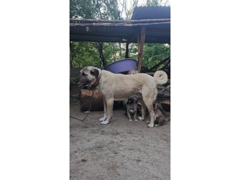 Orjinal kangal yavru