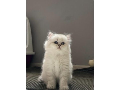 British longhair yavrularımız 