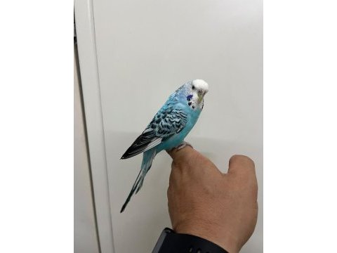 Konuşan dişi muhabbet kuşu
