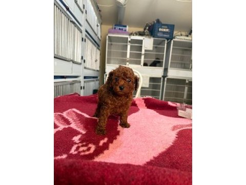Kore toy poodle yavrularımız 