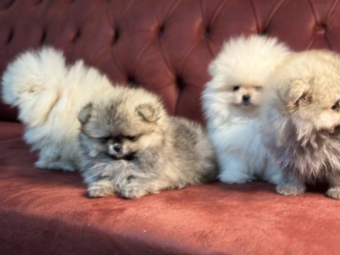 Show kalite tea cup pomeranian boo yavrular