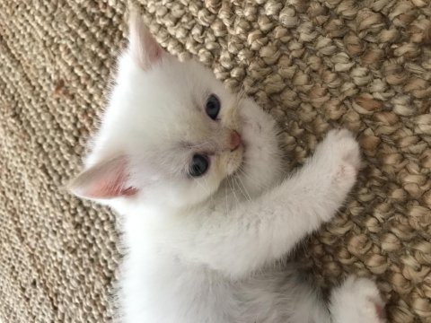 Beyaz tuglu mavi gozlu exotic yawru 2aylik