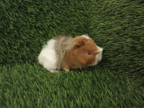 Guinea pig yavrular aynı gün set halinde teslim edilir