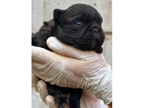 Fluffy french bulldog