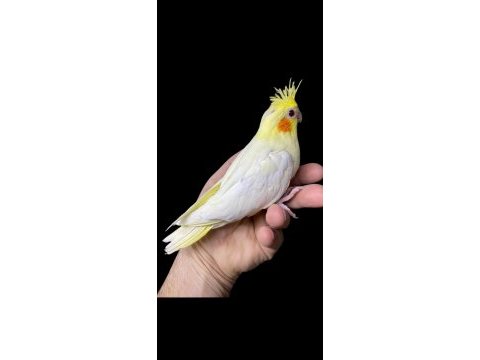 Lutino yavru sultan papağanı