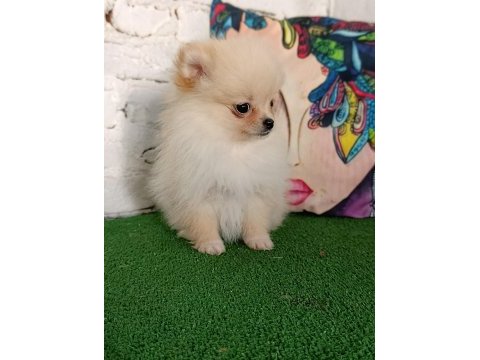 Pomeranian yavrularımız
