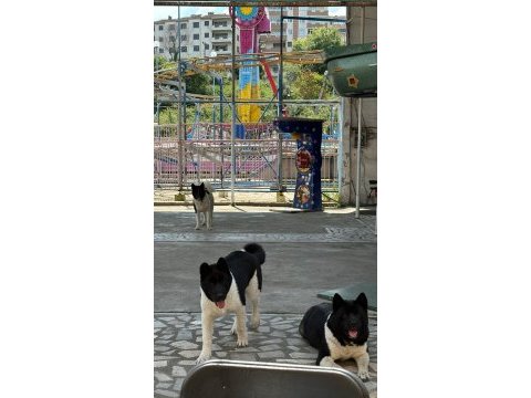 Orijinal amerikan akita