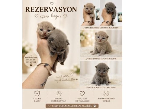 Rezerveye açılan kediler yeni ailemizi bekliyor