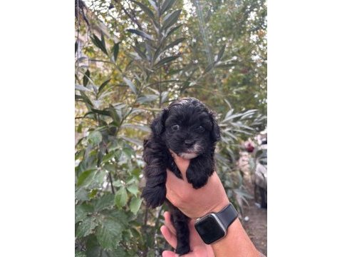 Safkan en küçük boy maltipoo siyah yavrular