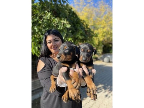King doberman yavrularım
