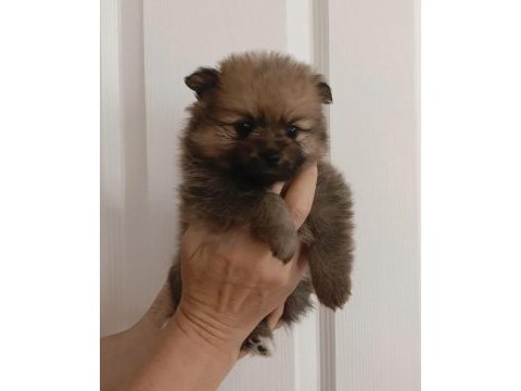 Pomeranian teddy bears