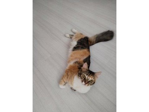 Sıcak yuva aranıyor kedimize
