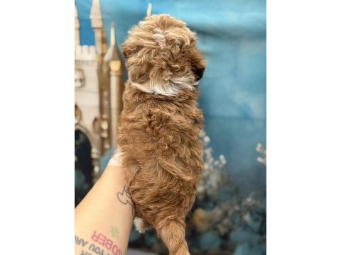 Orijinal en sevimli kore maltipoo