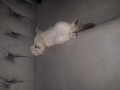 3 aylık scottish fold kedisi