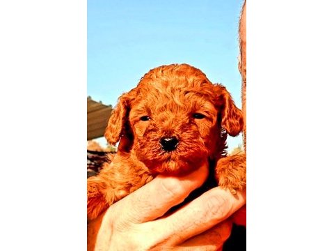 Muhteşem toy poodle bebeklerimiz