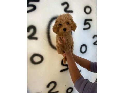 Toy poodle bebekler orijinal wc eğitimli ev üretimi