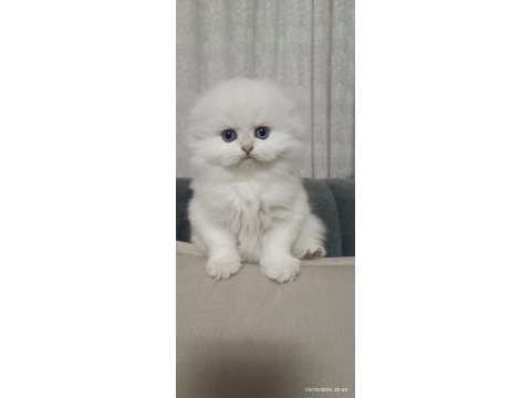 Scottish fold dişi yavru