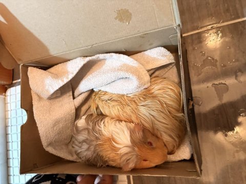 Guinea pig 1 dişi ve 1 erkek