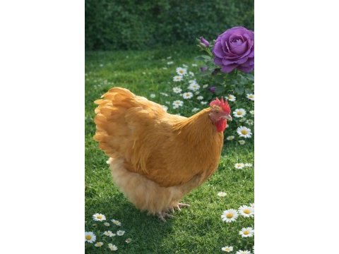 Buff orpington civciv ve yumurta
