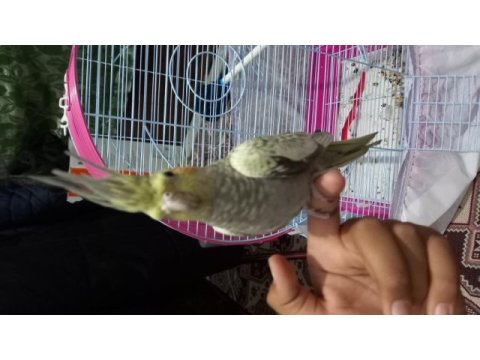 Sultan papağanı 3 aylık