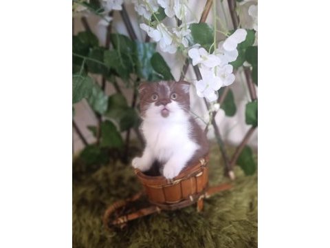 Cikolata bicolour bebekler