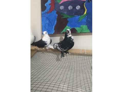 3 adet hünkari 1 mısıri güvercin
