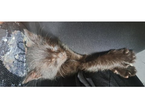 2 aylık siyah yavru kedimize acil yuva aranıyor