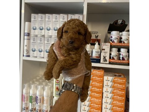 Ruhsatlı çiftlikten poodle yavrularımız