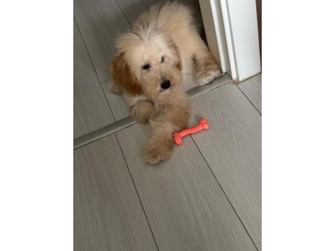 9 aylık köpeğimizi sahiplendirmek istiyoruz