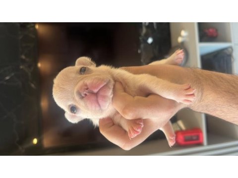 Anatomi harikası egzotik french bulldog