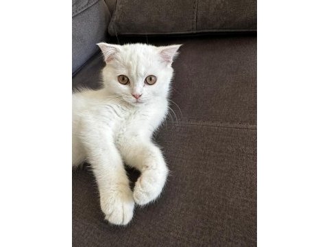 Evcil british longhair