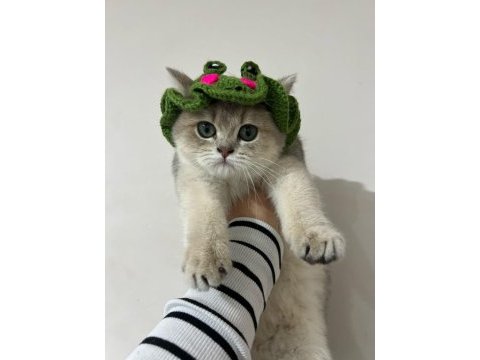 4.5 aylık dişi chinchilla
