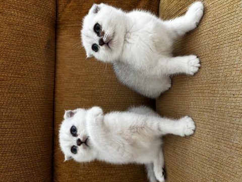 Anne baba şecereli scottish fold safkan bebekler