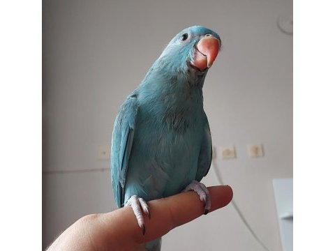 Mutasyon pakistan papağanı bebek