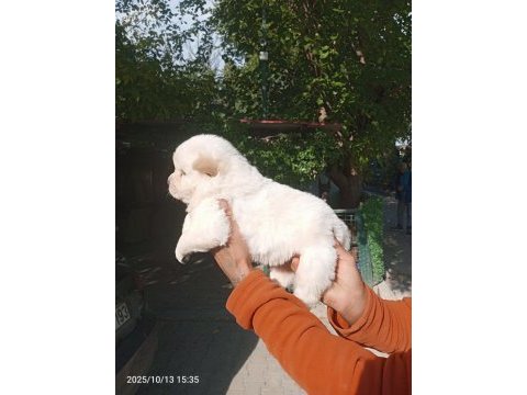 Chow chow bebeklerimiz