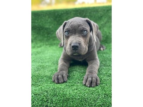 Cane corso dişi köpeğimiz