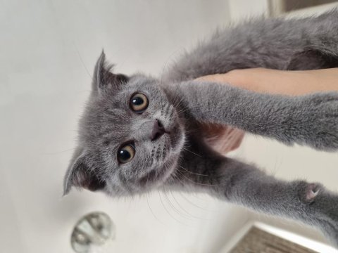 4 aylık erkek scottish fold