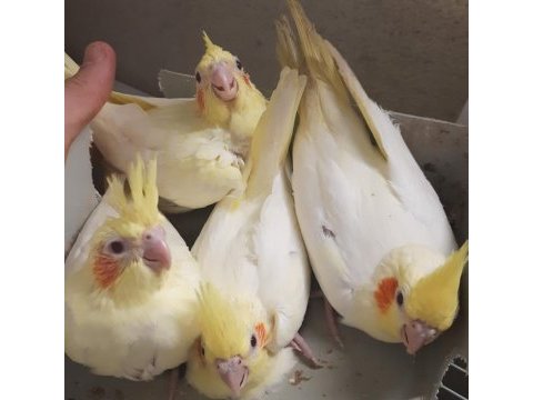 Yeni yeme düşmüş sultan papağanı yavrular