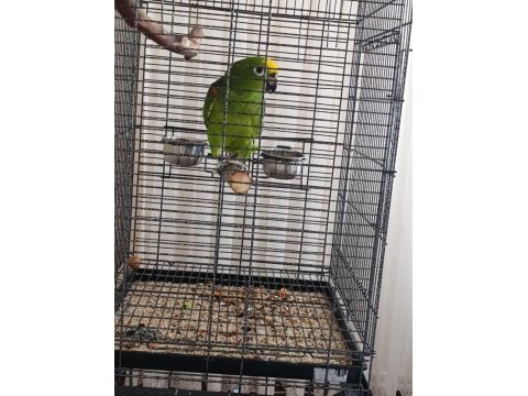 Kapalı bilezik sarı alınlı amazon papağanı