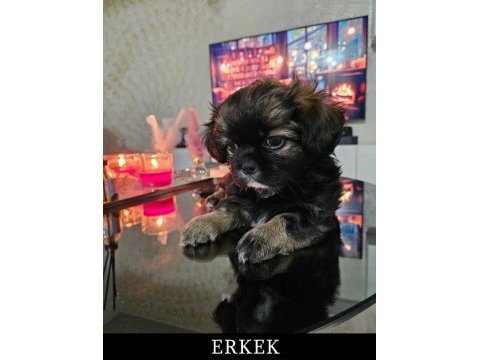 Shih tzu safkan dişi-erkek 2 aylık yavrularımız